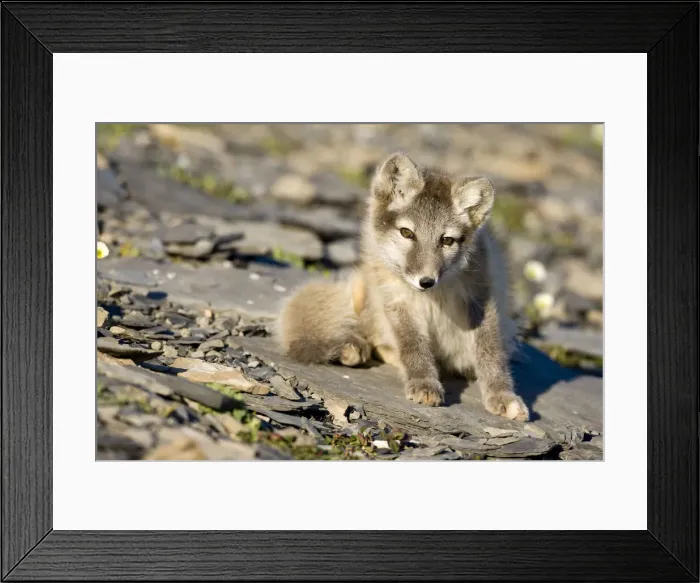 Framed Print : DDE-90033642 Framed Print : DDE-90033642