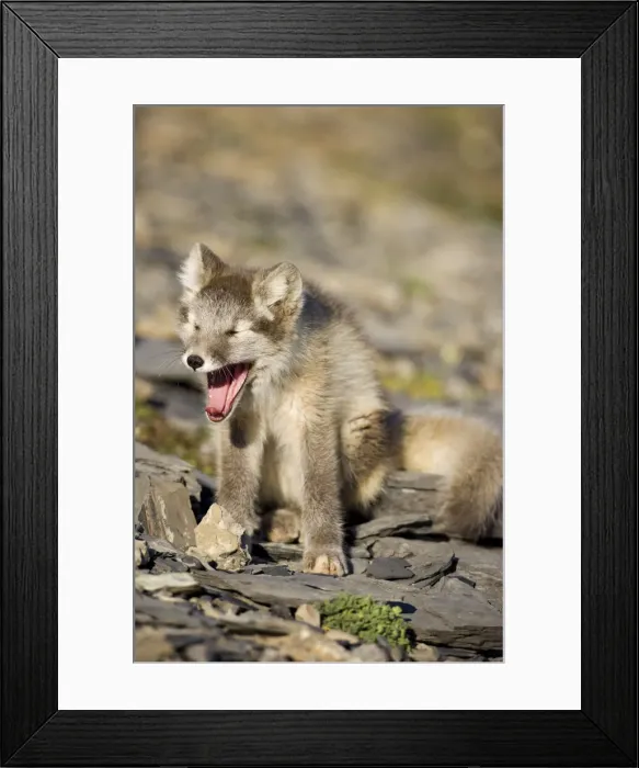 Framed Print : DDE-90033645