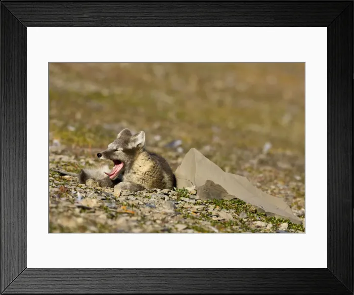 Framed Print : DDE-90033647 Framed Print : DDE-90033647