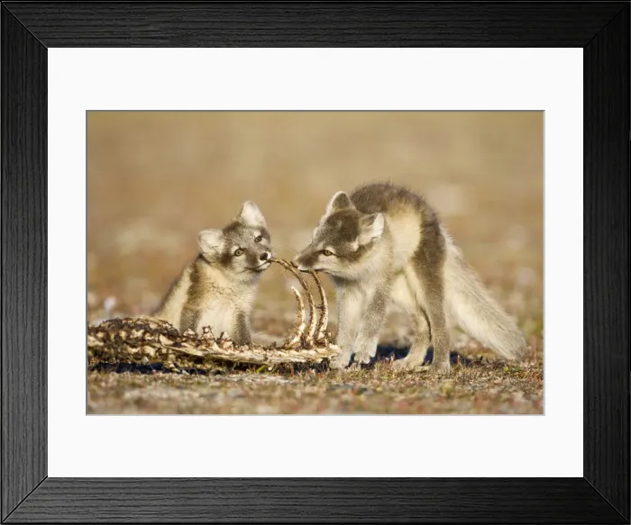 Framed Print : DDE-90033648 Framed Print : DDE-90033648