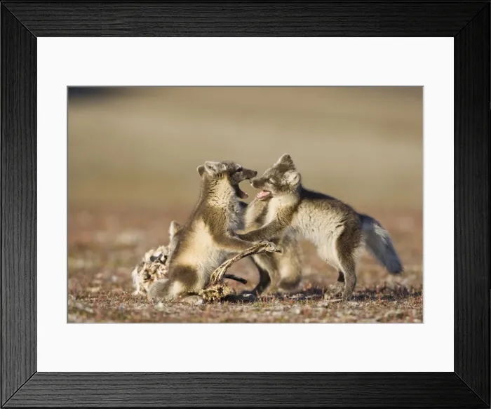 Framed Print : DDE-90033649