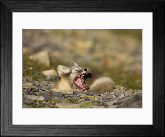 Framed Print : DDE-90033646 Framed Print : DDE-90033646