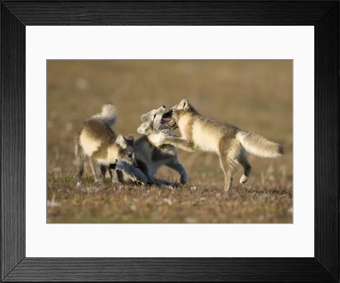 Framed Print : DDE-90033651 Framed Print : DDE-90033651