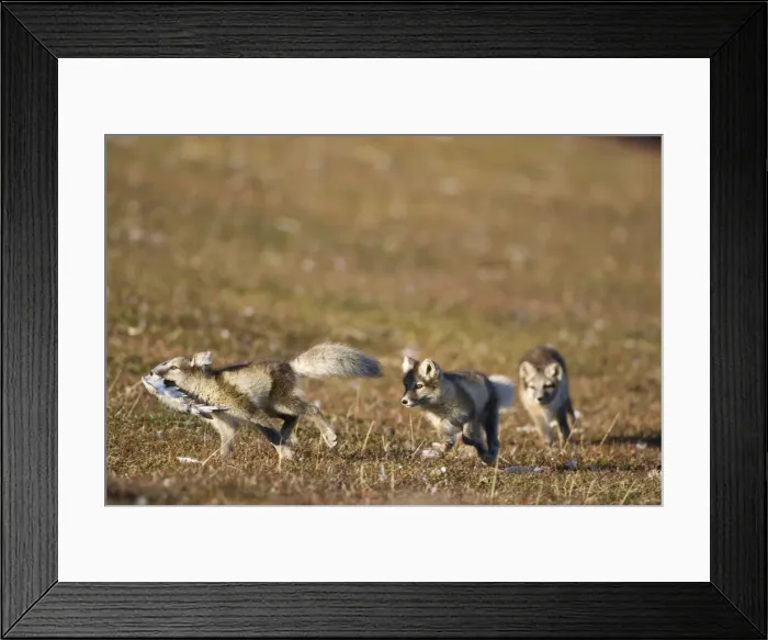 Framed Print : DDE-90033652 Framed Print : DDE-90033652