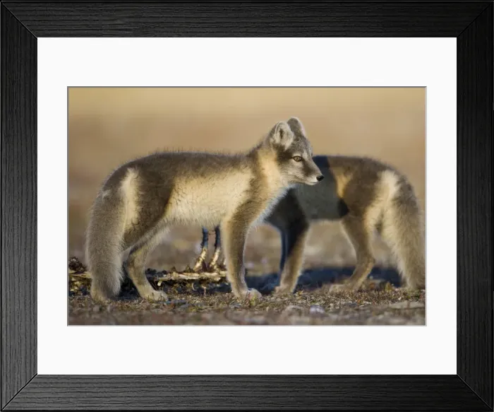 Framed Print : DDE-90033653 Framed Print : DDE-90033653