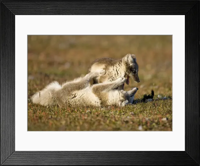 Framed Print : DDE-90033650 Framed Print : DDE-90033650