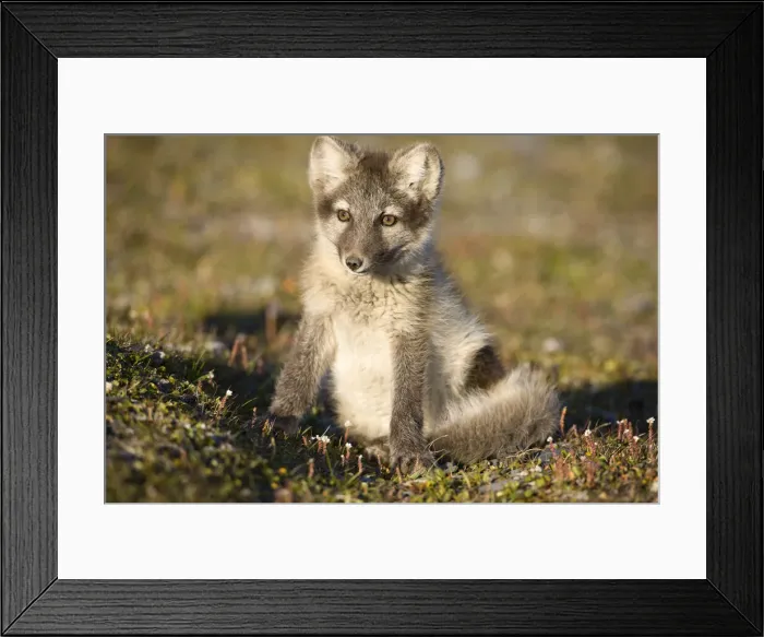 Framed Print : DDE-90033654