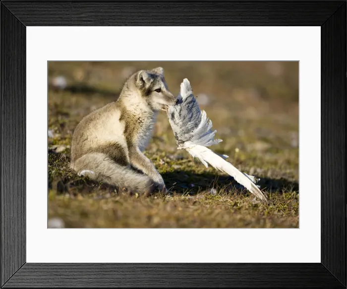 Framed Print : DDE-90033655