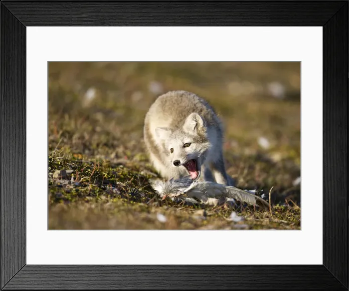 Framed Print : DDE-90033656