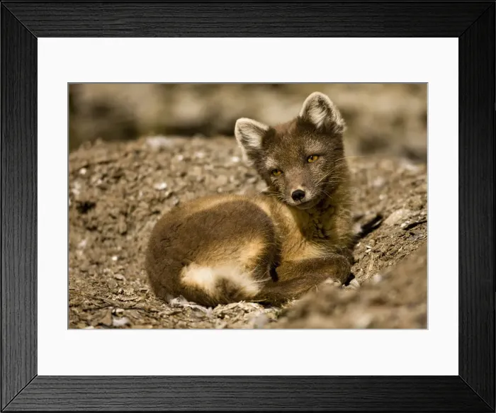 Framed Print : DDE-90033658 Framed Print : DDE-90033658