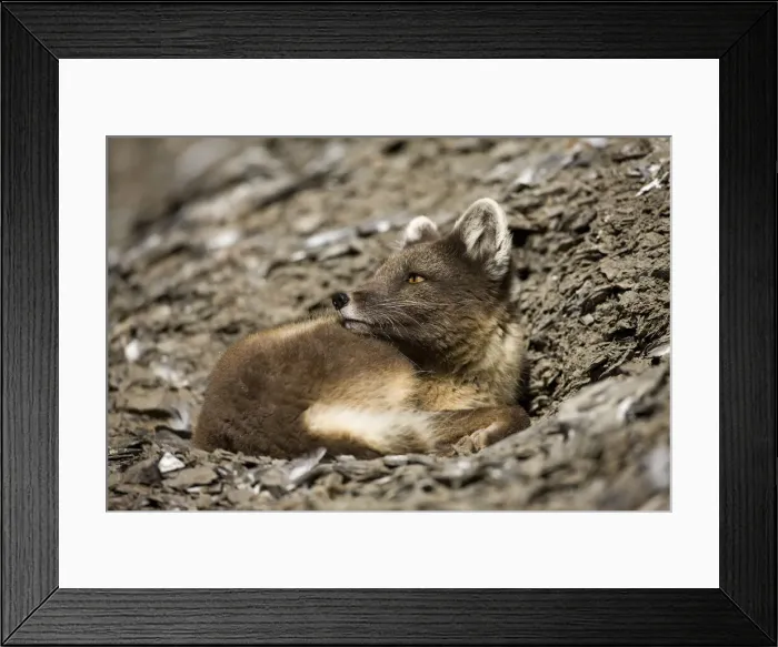 Framed Print : DDE-90033659 Framed Print : DDE-90033659