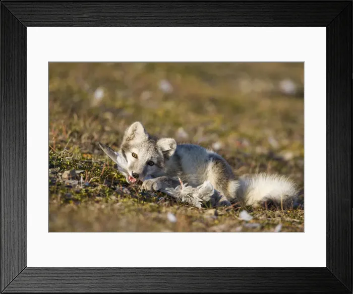 Framed Print : DDE-90033657 Framed Print : DDE-90033657
