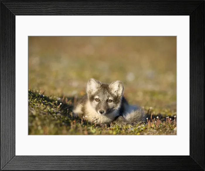 Framed Print : DDE-90033660 Framed Print : DDE-90033660