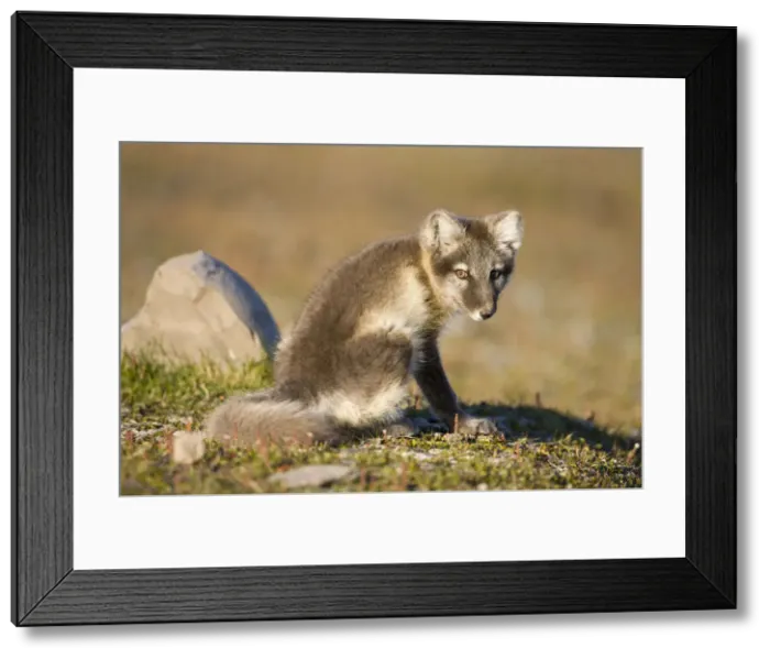 Framed Print : DDE-90033661 Framed Print : DDE-90033661