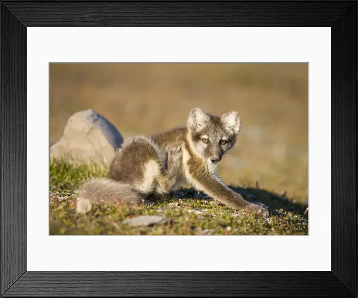 Framed Print : DDE-90033662 Framed Print : DDE-90033662