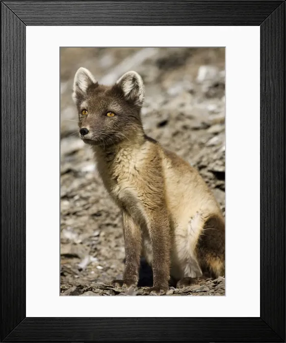 Framed Print : DDE-90033663 Framed Print : DDE-90033663