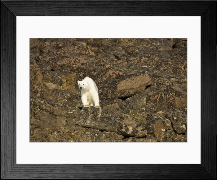 Framed Print : DDE-90033673 Framed Print : DDE-90033673