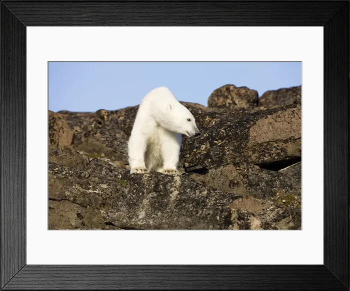 Framed Print : DDE-90033674 Framed Print : DDE-90033674