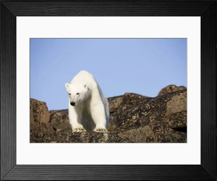 Framed Print : DDE-90033675