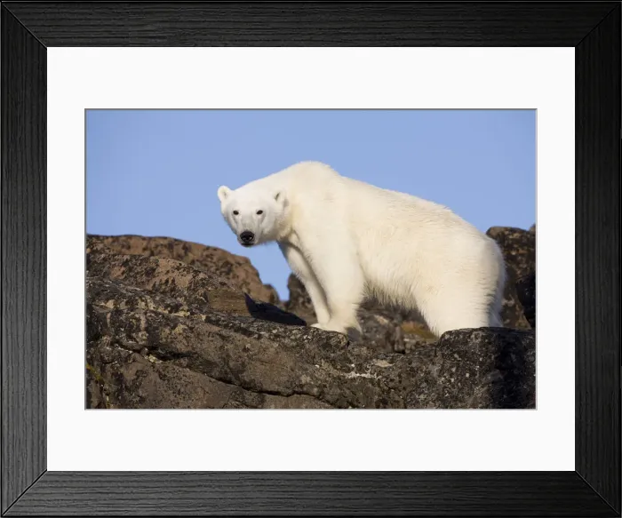 Framed Print : DDE-90033676 Framed Print : DDE-90033676