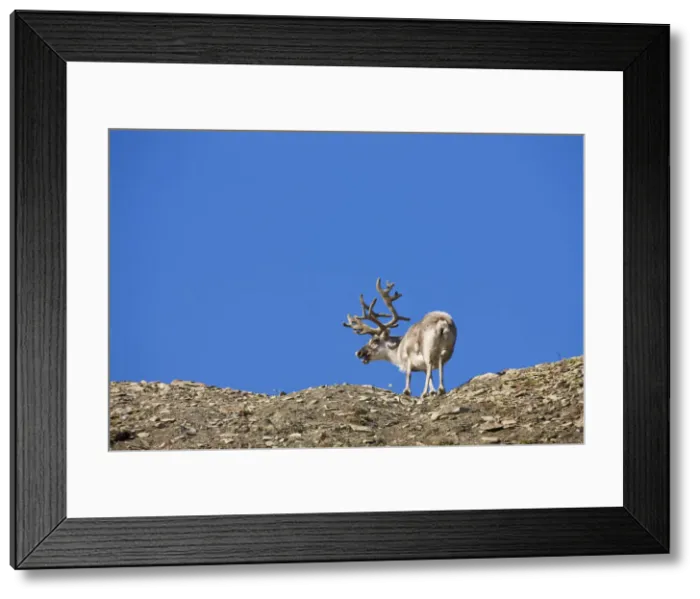 Framed Print : DDE-90033682