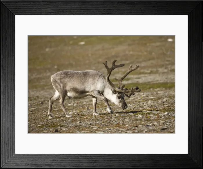 Framed Print : DDE-90033683 Framed Print : DDE-90033683