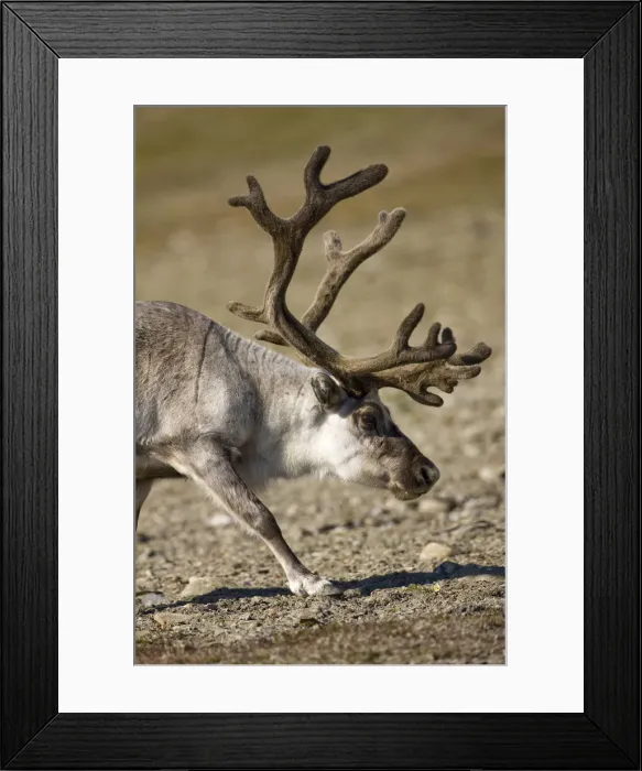 Framed Print : DDE-90033685 Framed Print : DDE-90033685