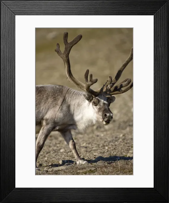 Framed Print : DDE-90033686
