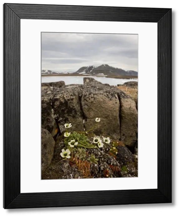Framed Print : DDE-90033689