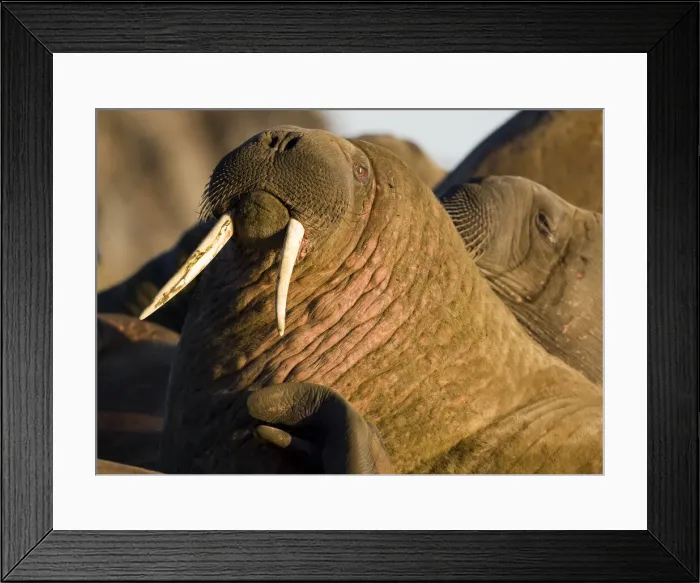 Framed Print : DDE-90033690 Framed Print : DDE-90033690