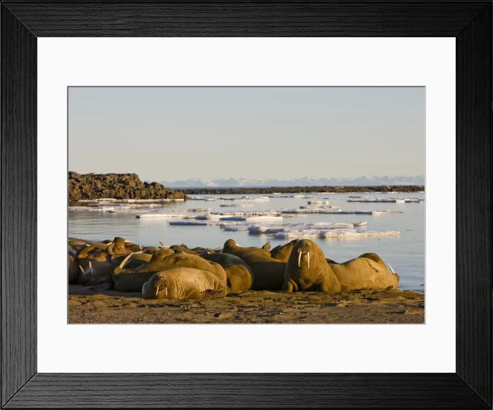 Framed Print : DDE-90033691 Framed Print : DDE-90033691