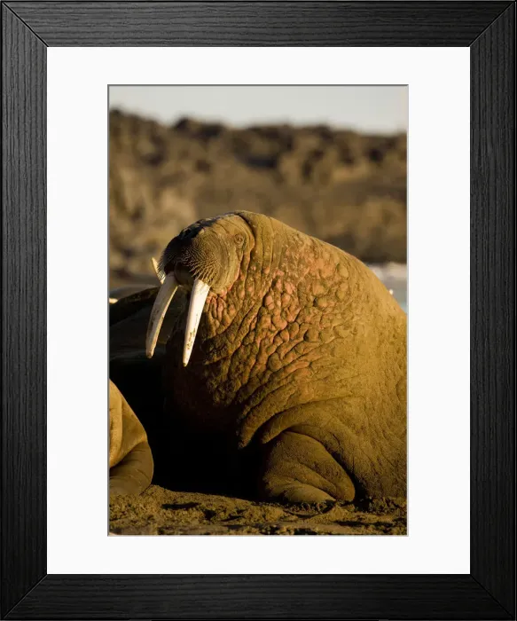 Framed Print : DDE-90033692 Framed Print : DDE-90033692