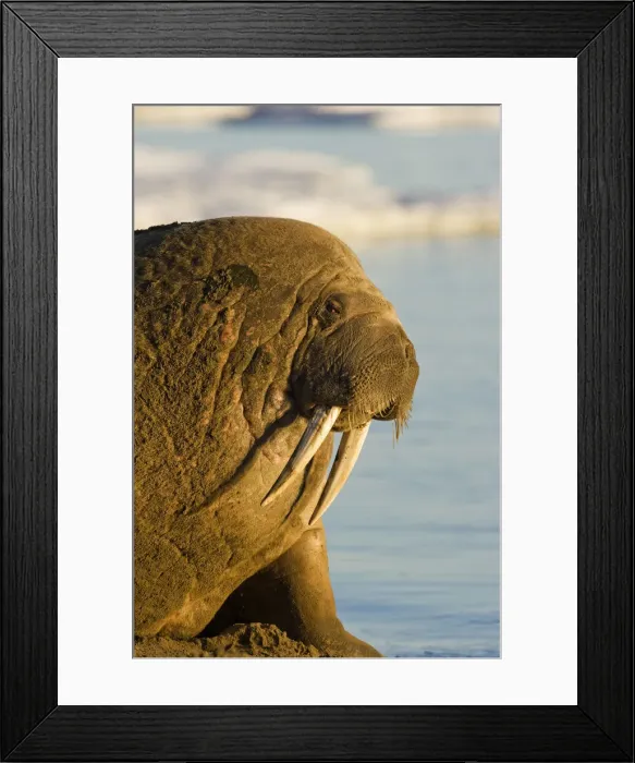 Framed Print : DDE-90033693 Framed Print : DDE-90033693