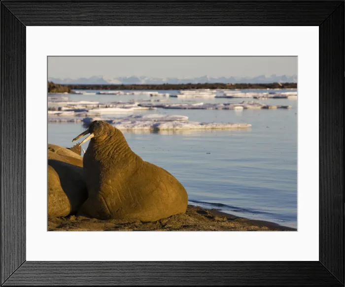 Framed Print : DDE-90033694 Framed Print : DDE-90033694