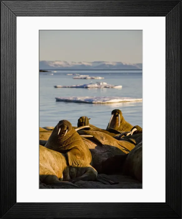 Framed Print : DDE-90033695 Framed Print : DDE-90033695