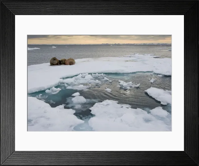 Framed Print : DDE-90033696 Framed Print : DDE-90033696