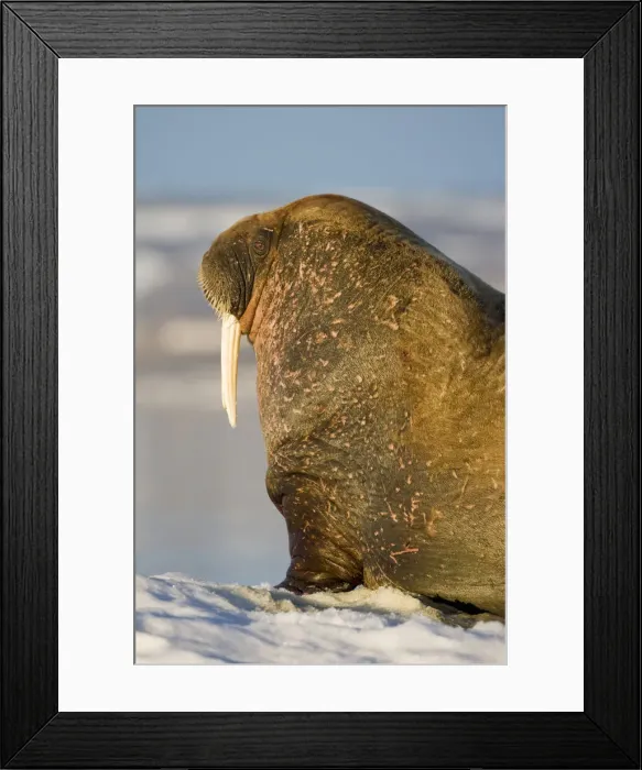 Framed Print : DDE-90033698 Framed Print : DDE-90033698