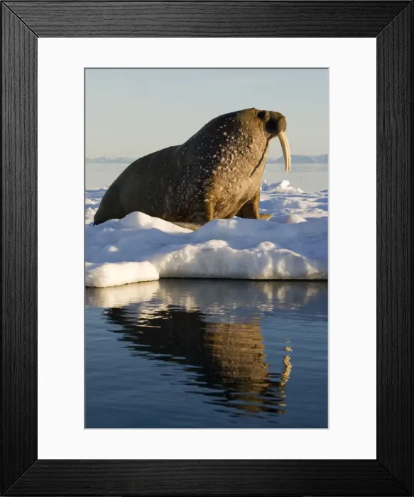 Framed Print : DDE-90033699 Framed Print : DDE-90033699