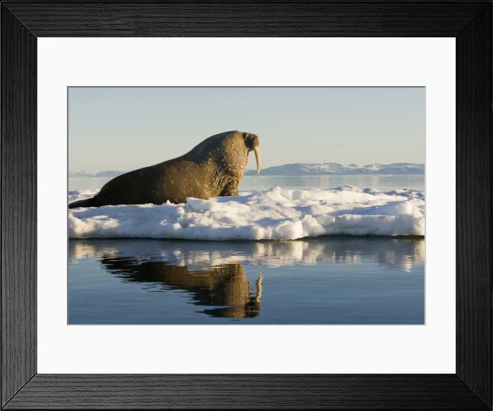 Framed Print : DDE-90033700 Framed Print : DDE-90033700