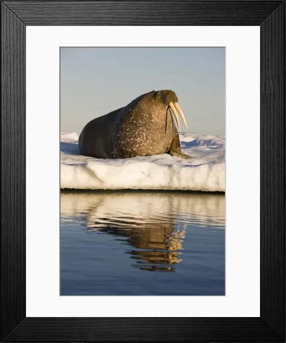 Framed Print : DDE-90033701 Framed Print : DDE-90033701