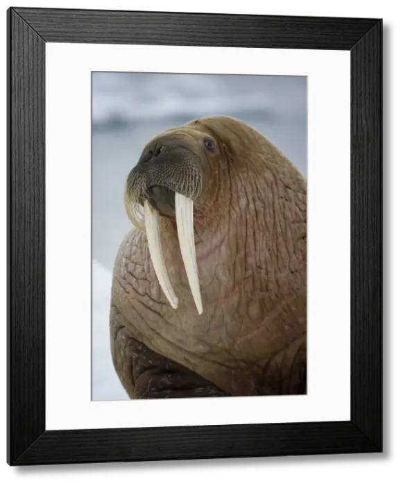 Framed Print : DDE-90033703 Framed Print : DDE-90033703
