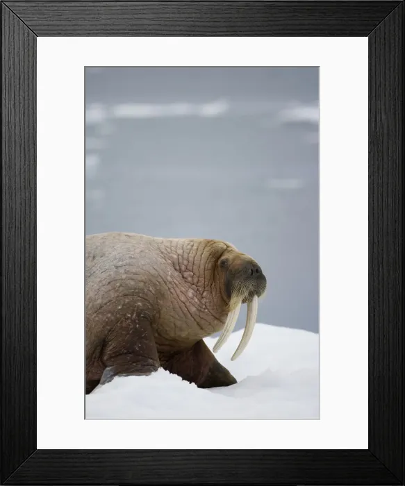 Framed Print : DDE-90033702 Framed Print : DDE-90033702