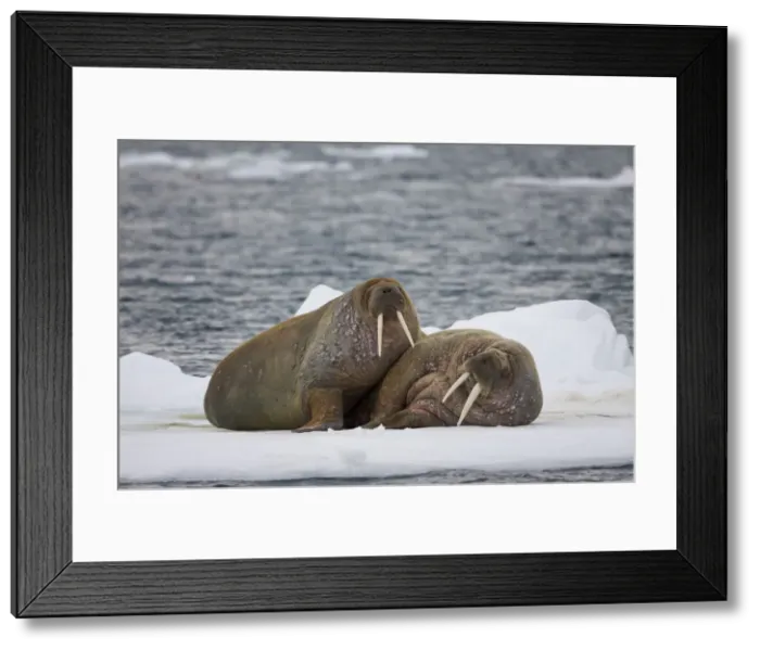 Framed Print : DDE-90033705 Framed Print : DDE-90033705