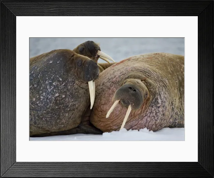 Framed Print : DDE-90033706 Framed Print : DDE-90033706