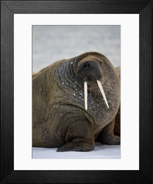 Framed Print : DDE-90033704 Framed Print : DDE-90033704