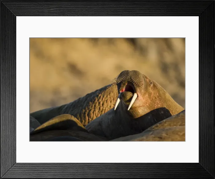 Framed Print : DDE-90033707 Framed Print : DDE-90033707