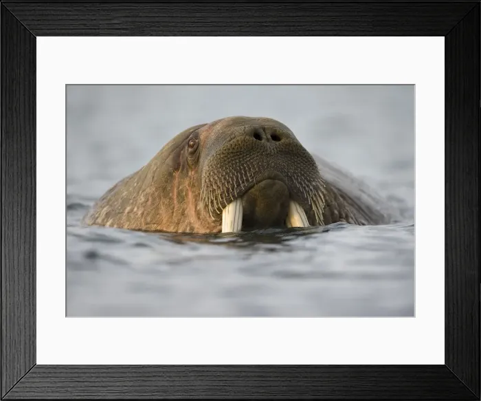 Framed Print : DDE-90033708 Framed Print : DDE-90033708