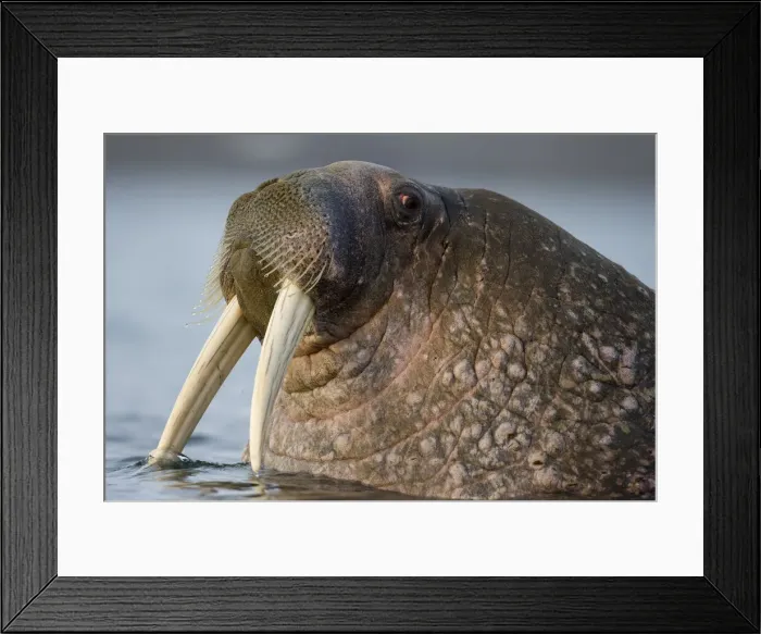 Framed Print : DDE-90033709 Framed Print : DDE-90033709