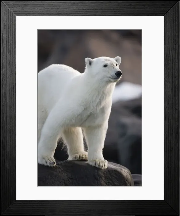 Framed Print : DDE-90033718 Framed Print : DDE-90033718