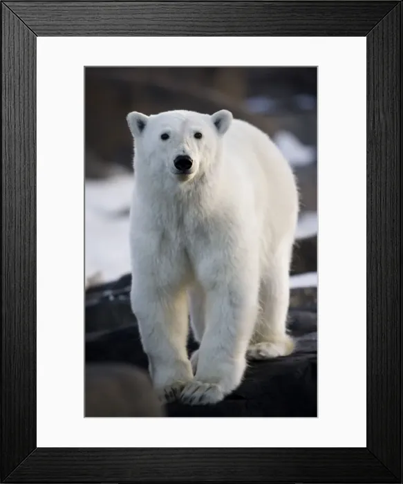 Framed Print : DDE-90033719 Framed Print : DDE-90033719